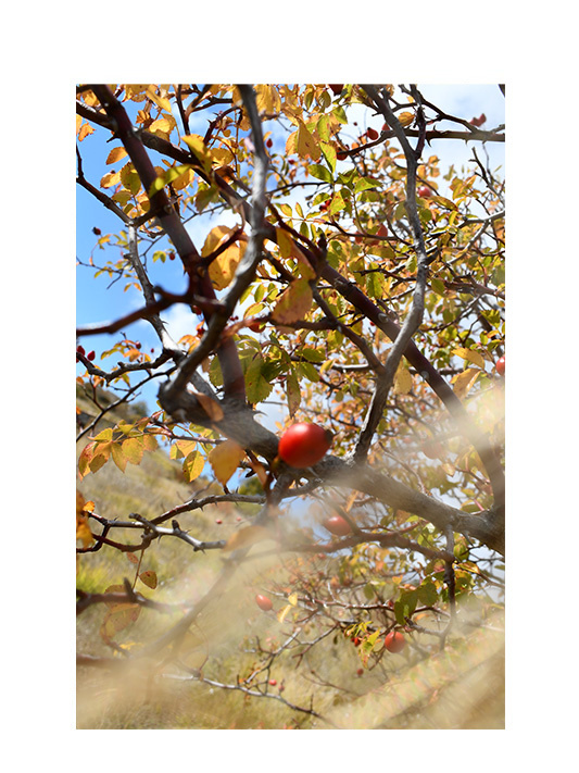 Tatjana Sonjov - Photo Série Murs murs peaux - 2021