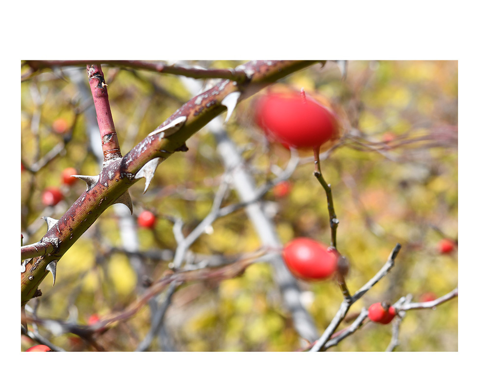 Tatjana Sonjov - Photo Série Murs murs peaux - 2021